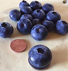 a bunch of large blueberries, one is sitting on a nickle