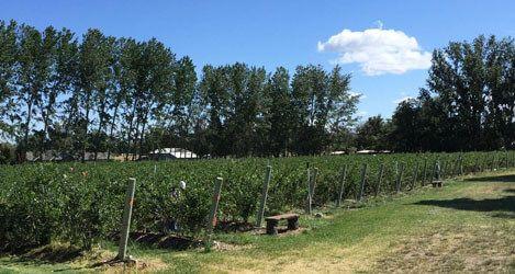 Rows of Blueberries at K & K Blueberries