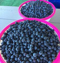 two buckets of blueberries