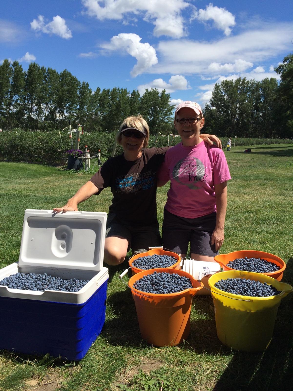4 buckets and a cooler full of blueberries