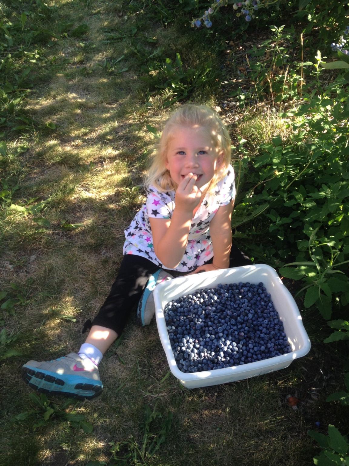 a girl is sitting on grass with a tray of blueberries