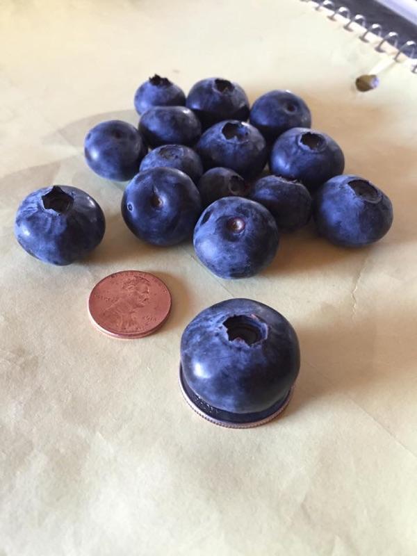 a few blueberries sit next to a penny and a nickle