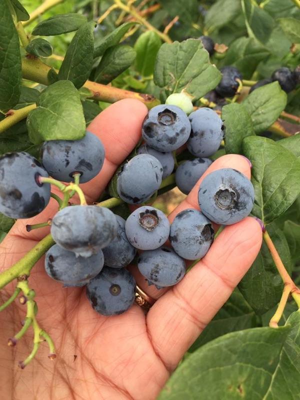 blueberries on the vine