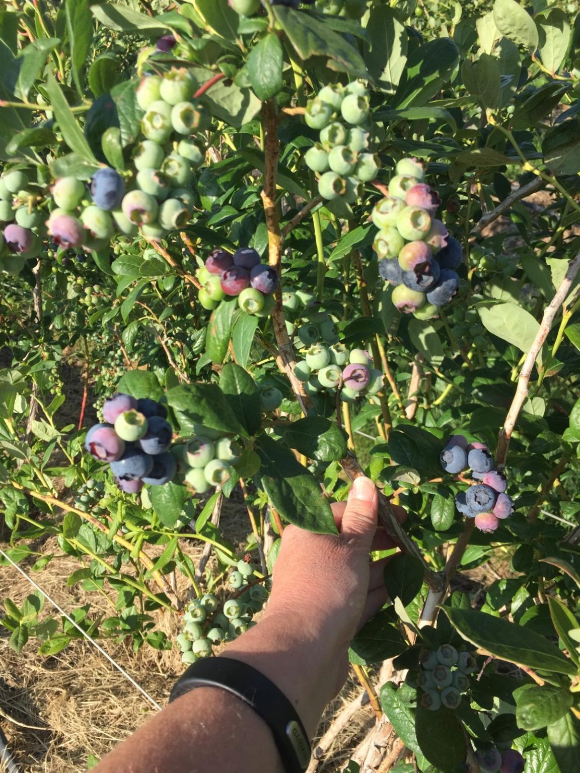 blueberries growing on the vine