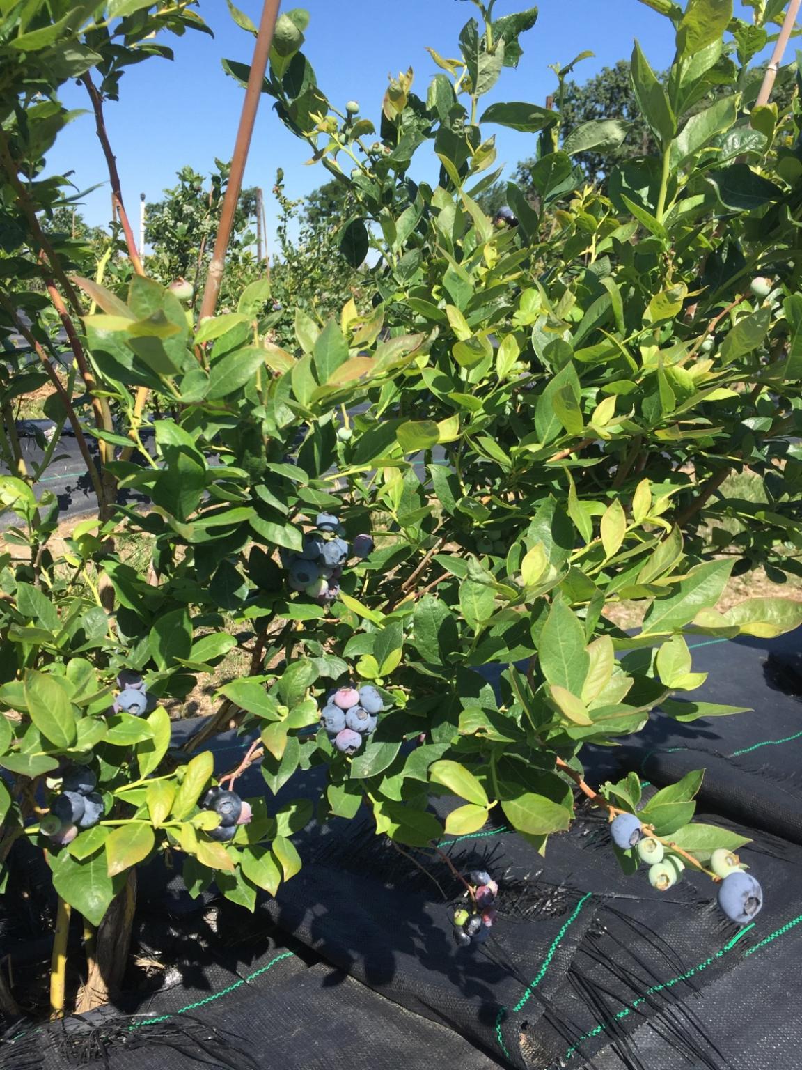 blueberries on the vine