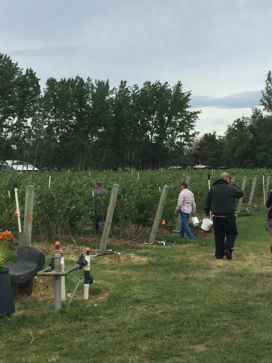 people carry empty buckets to their assigned rows