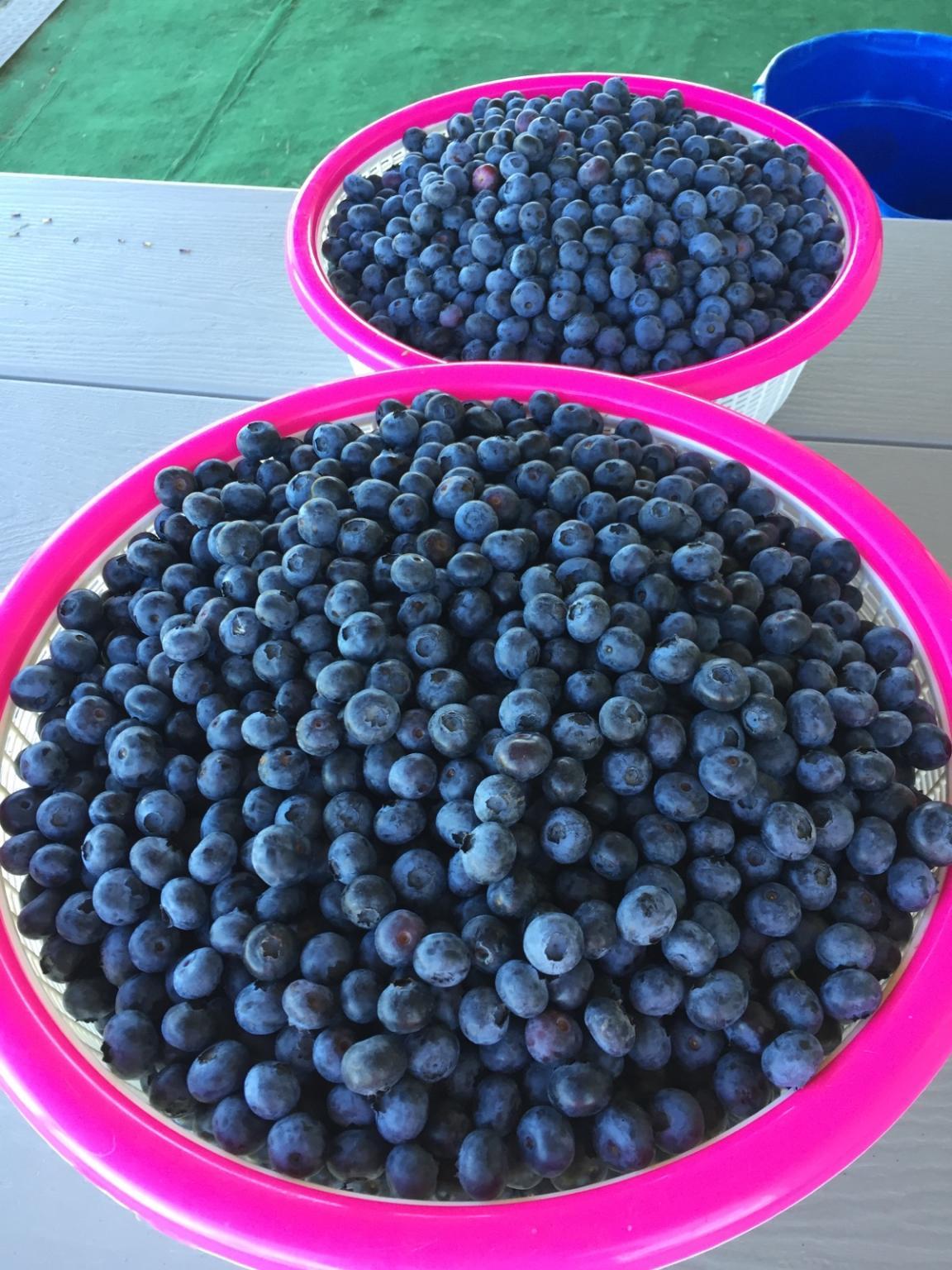 2 big bowls of blueberries