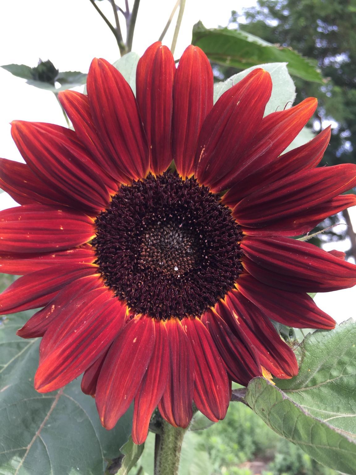 a red sunflower