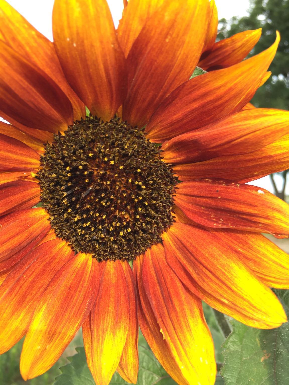 an orange sunflower