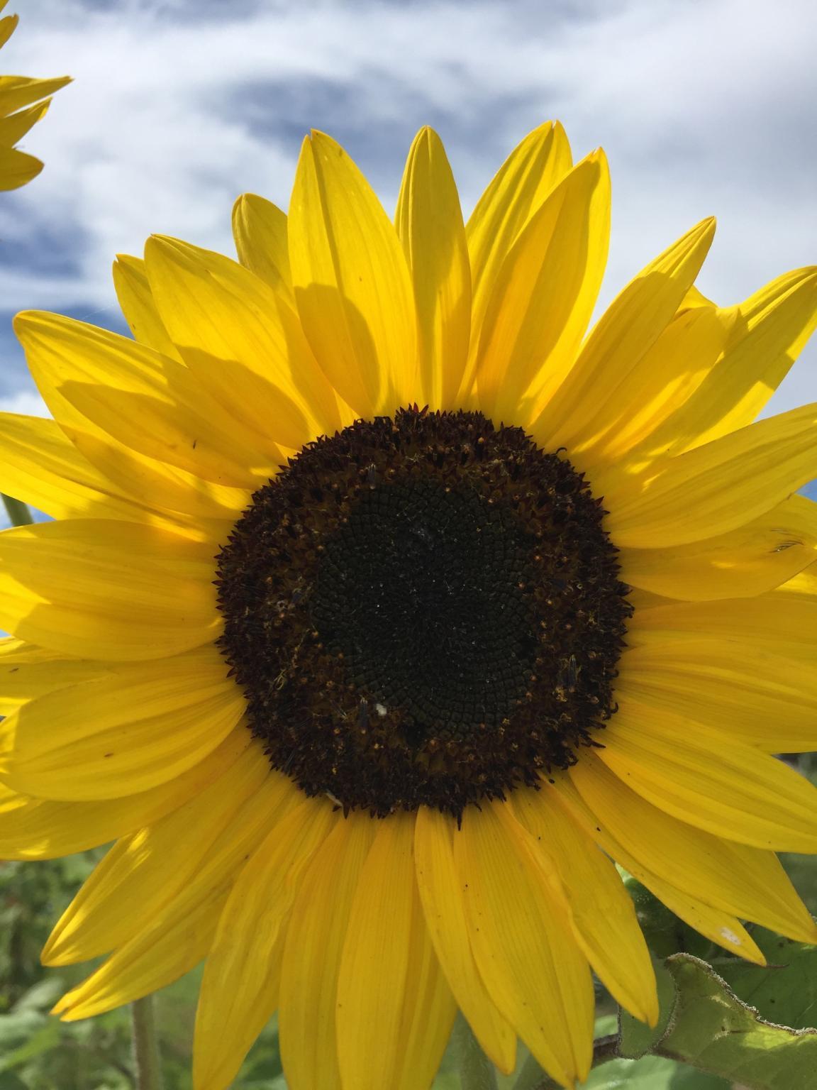 a yellow sunflower