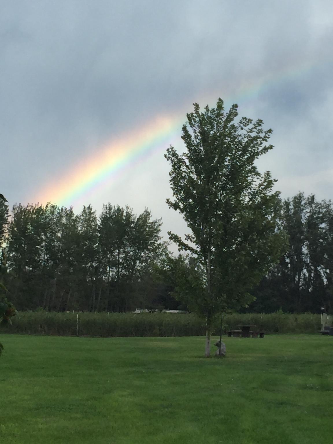 a rainbow over rows of blueberries