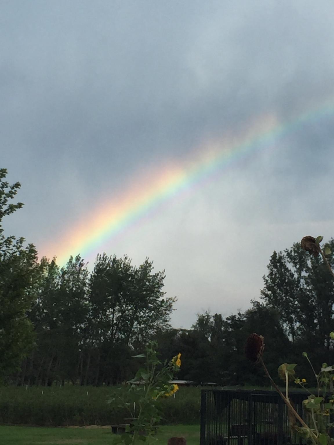 a rainbow over rows of blueberries
