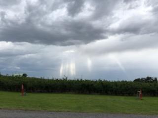 rows of blueberries on a cloudy day with rays of sunshine
