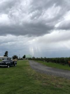 a road with rows of blueberries on one side and an antique truck on the other side
