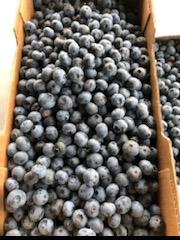 large cardboard box filled with blueberries