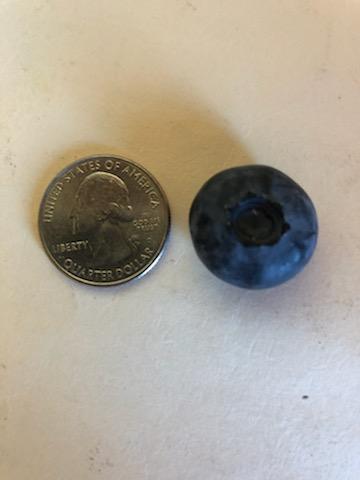 a same sized quarter and blueberry side by side