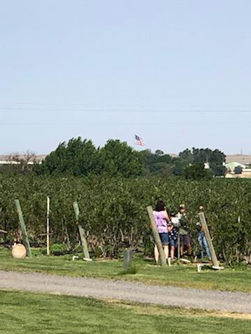 rows of blueberries with an american flag in the distance