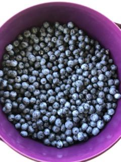 large purple bucket filled with blueberries