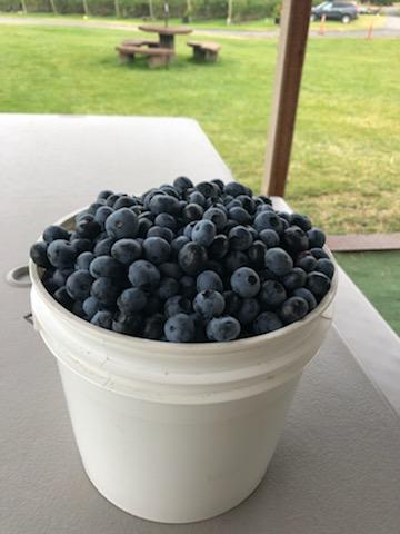 overfull cup of blueberries