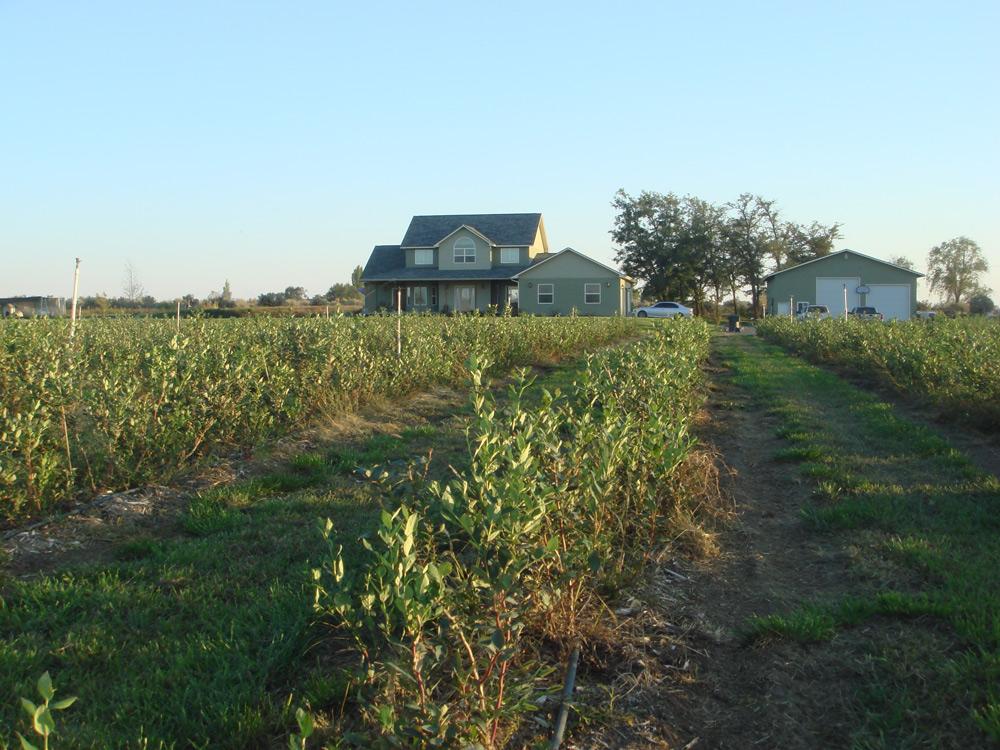short rows of blueberry plants