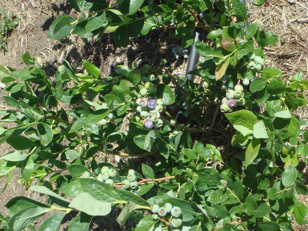 blueberry plant