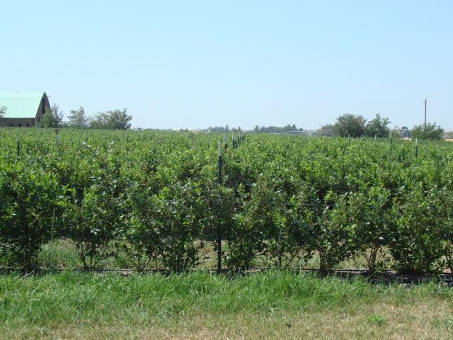 rows of blueberries with clear blue skies