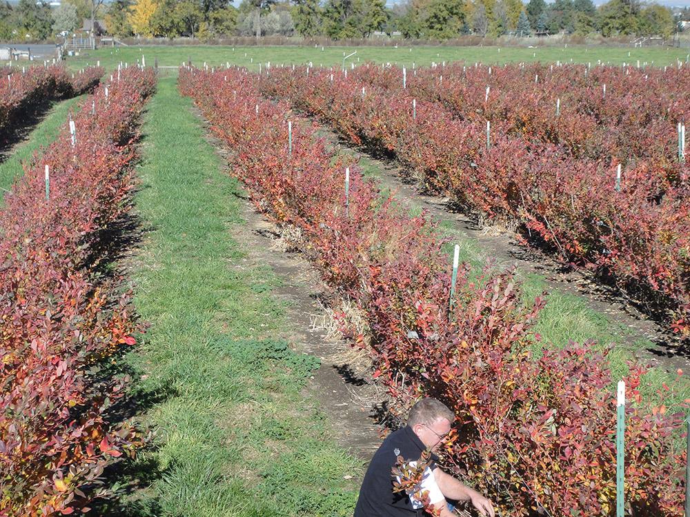 short rows of blueberries