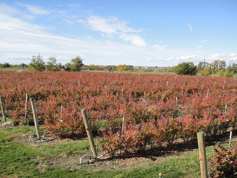 short rows of blueberries