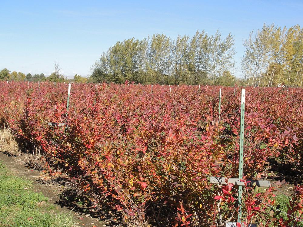short rows of blueberries