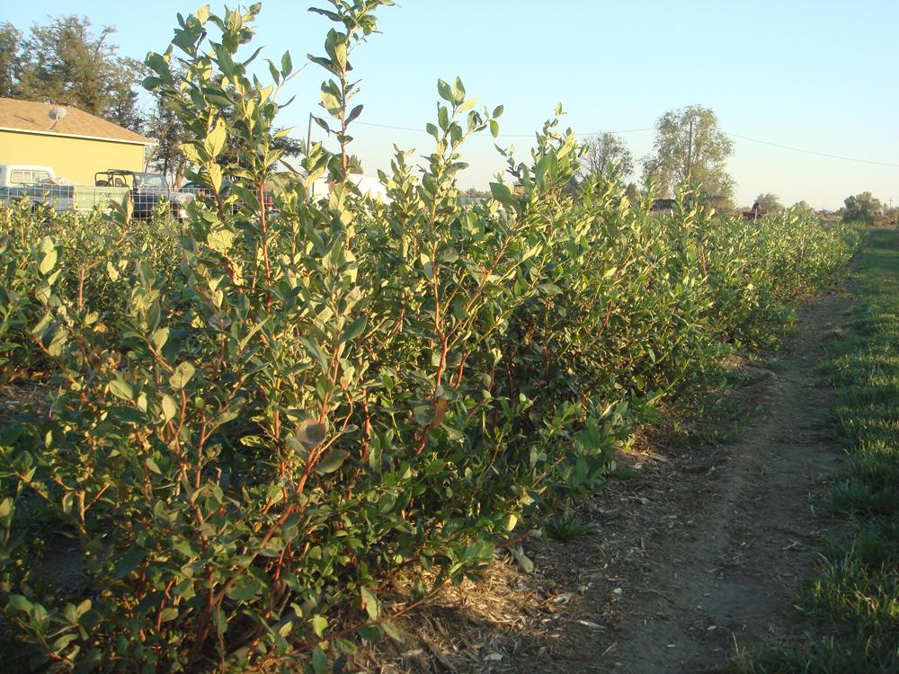row of blueberries