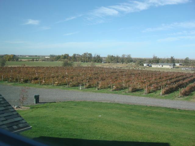 short rows of blueberries