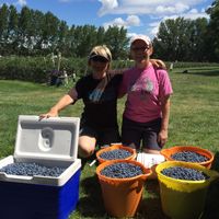 4 buckets and a cooler full of blueberries
