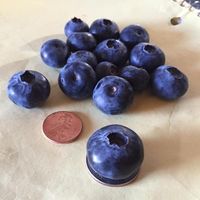 a few blueberries sit next to a penny and a nickle