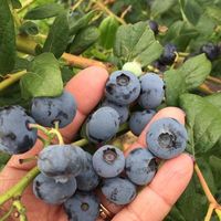 blueberries on the vine