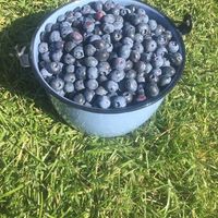 blueberries in a bucket