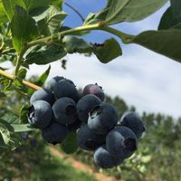 blueberries on the vine