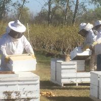 3 bee keepers