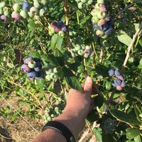 blueberries growing on the vine