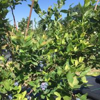 blueberries on the vine