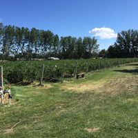 rows of blueberries