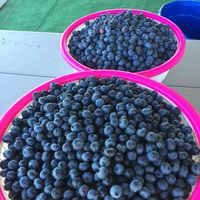 2 big bowls of blueberries