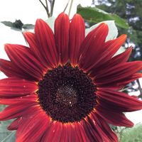a red sunflower