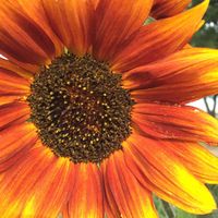 an orange sunflower