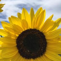 a yellow sunflower