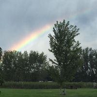 a rainbow over rows of blueberries