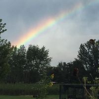 a rainbow over rows of blueberries