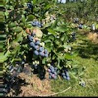 close up of large blueberries on the vine