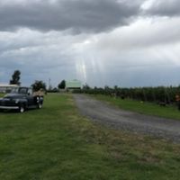 a road with rows of blueberries on one side and an antique truck on the other side