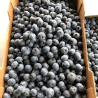 large cardboard box filled with blueberries