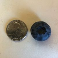 a same sized quarter and blueberry side by side